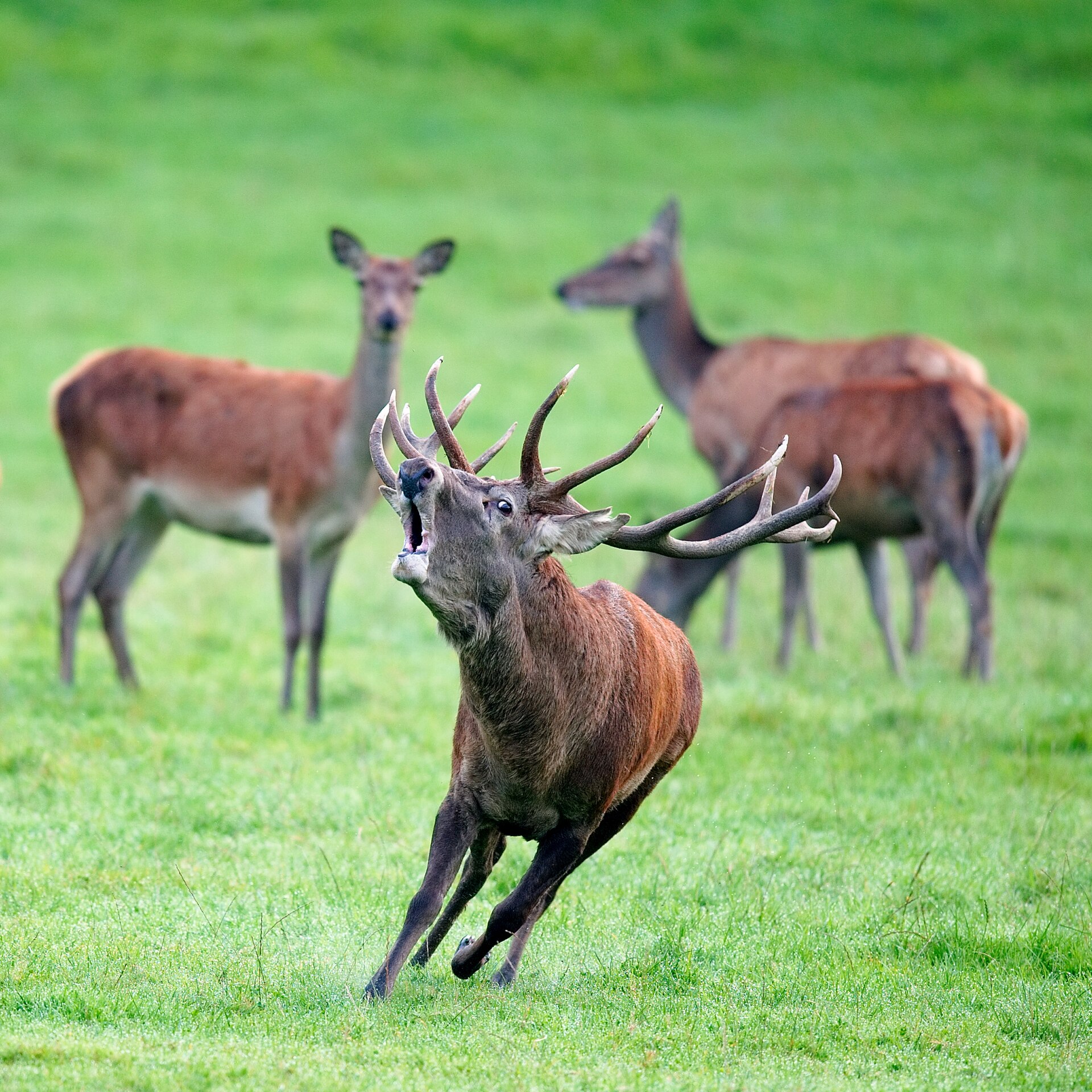 Cerf au brame dans une clairière